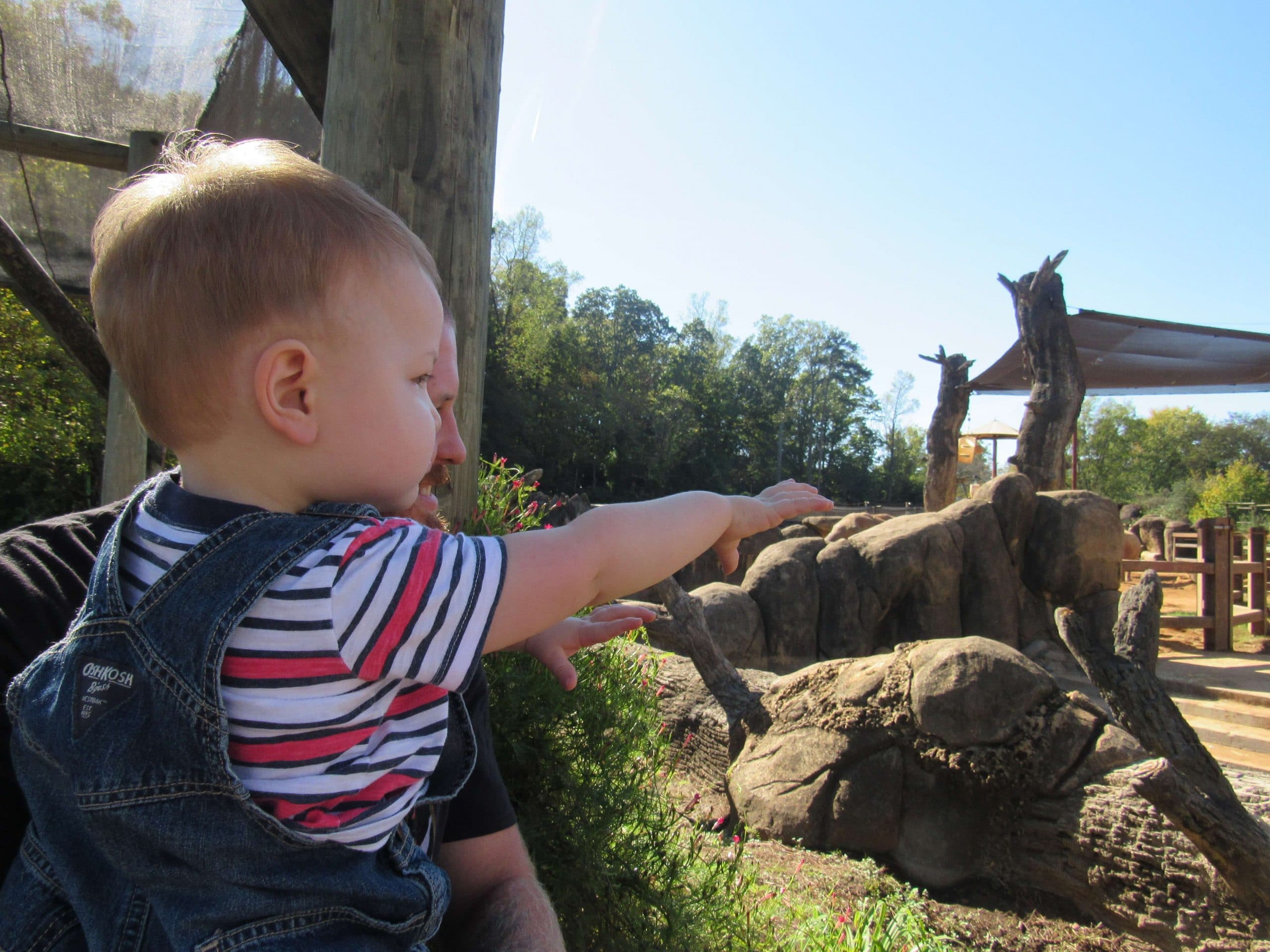 Top 5 Tips for Visiting Zoo Knoxville