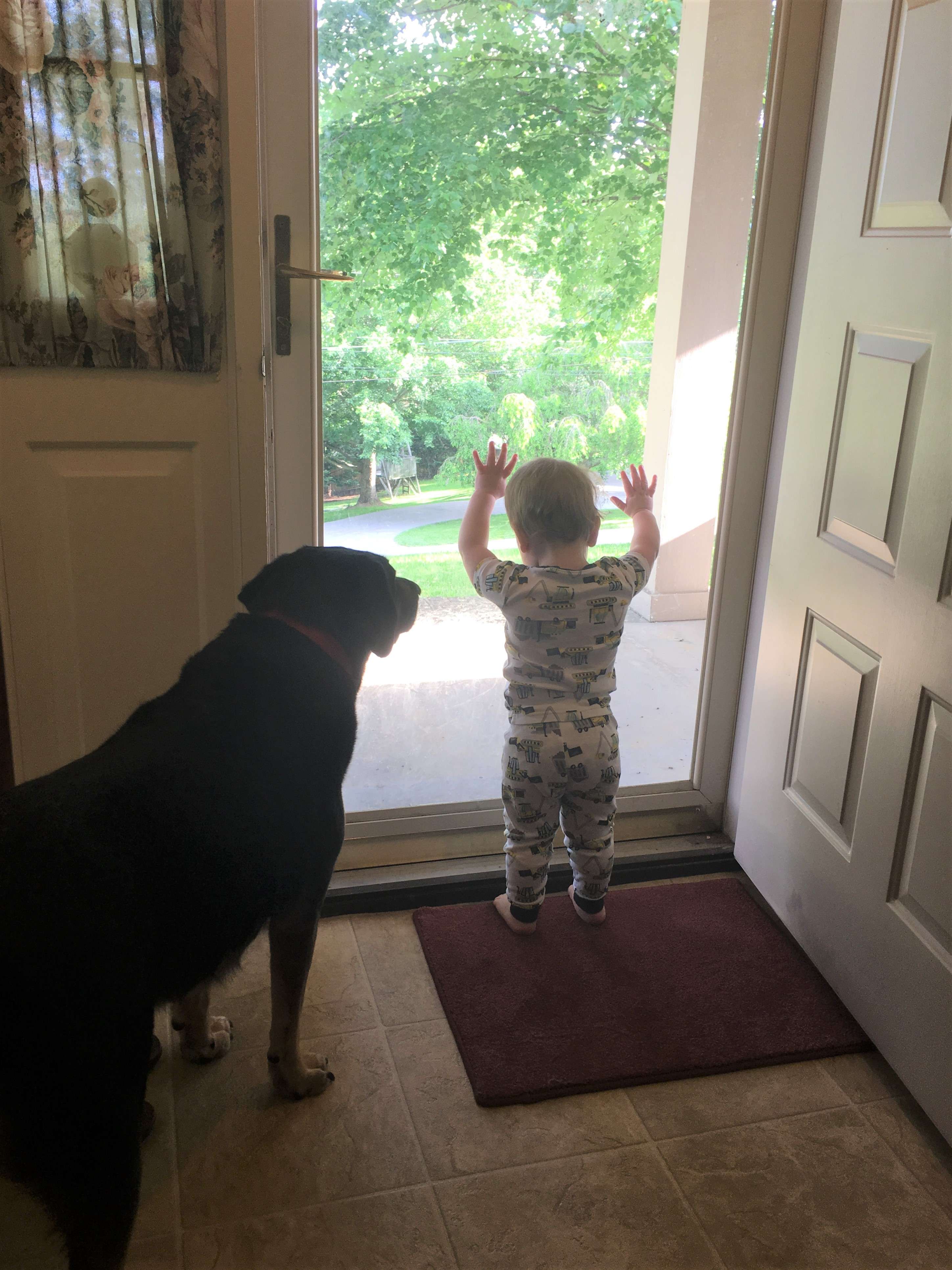 How to Protect Your Pets From Pests This Summer