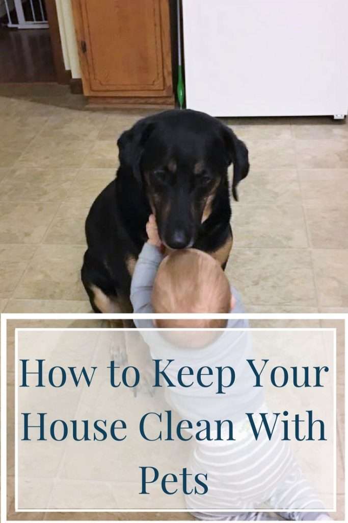 How to Keep your House Clean With Pets