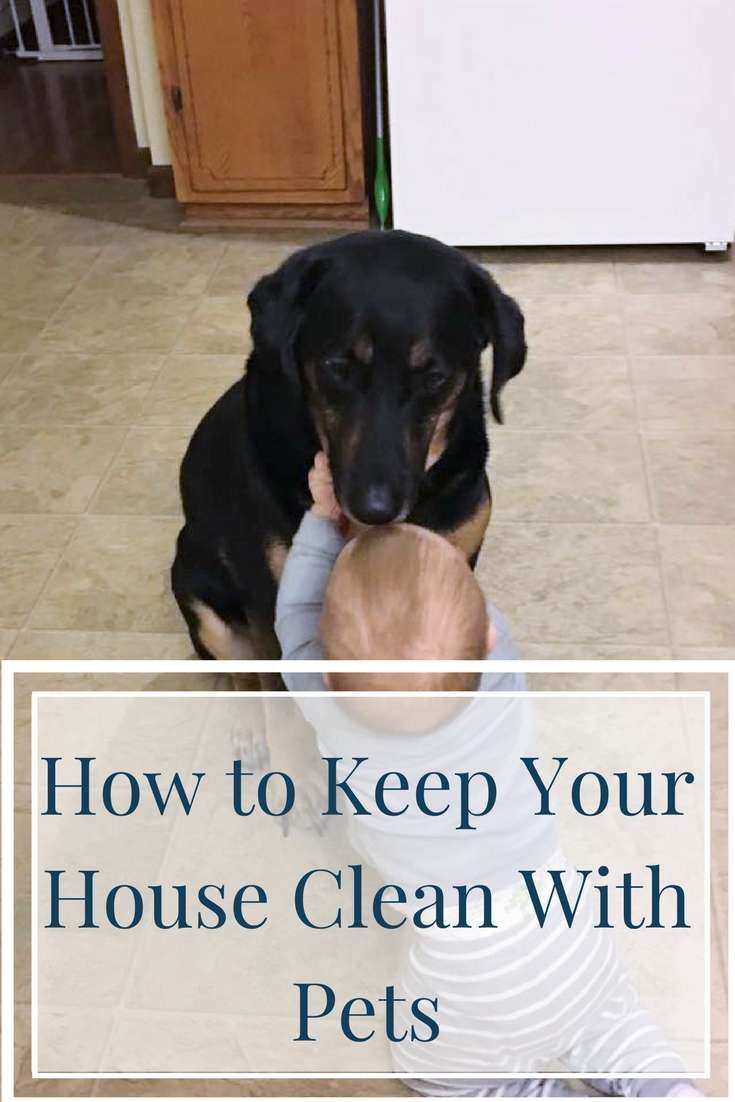 Although I love them dearly, our pets do create a bit of a mess at times, especially during the fall when they are shedding their summer coats. Over the years, I've mastered a few tips to help keep your house clean even with pets.