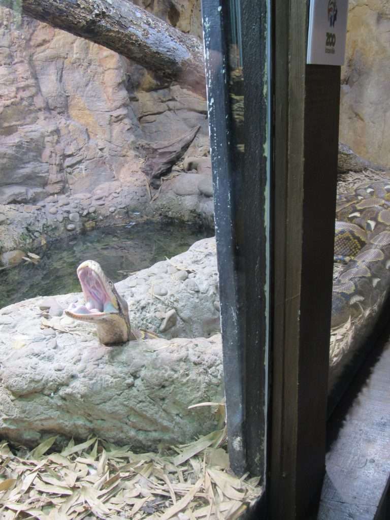 Everything You Need to Know About Zoo Knoxville (2023 Guide) 4 snake with mouth open at zoo in Knoxville TN