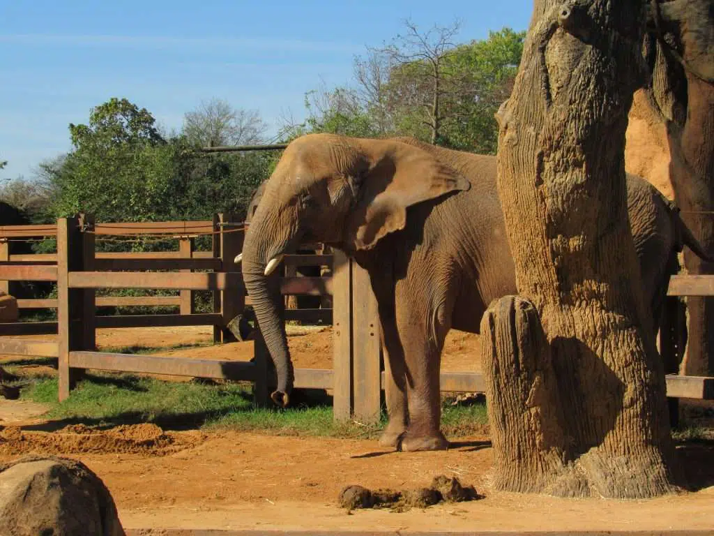 Zoo KNoxville elephant