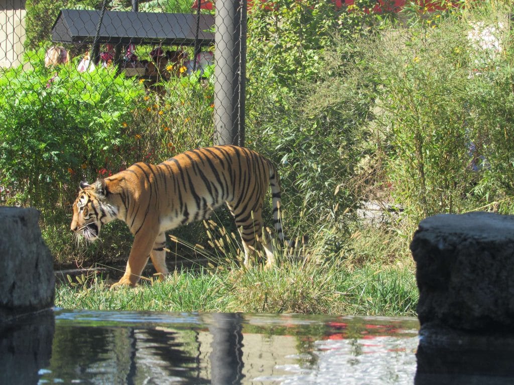 Everything You Need to Know About Zoo Knoxville (2023 Guide) 5 Tiger at Zoo Knoxville