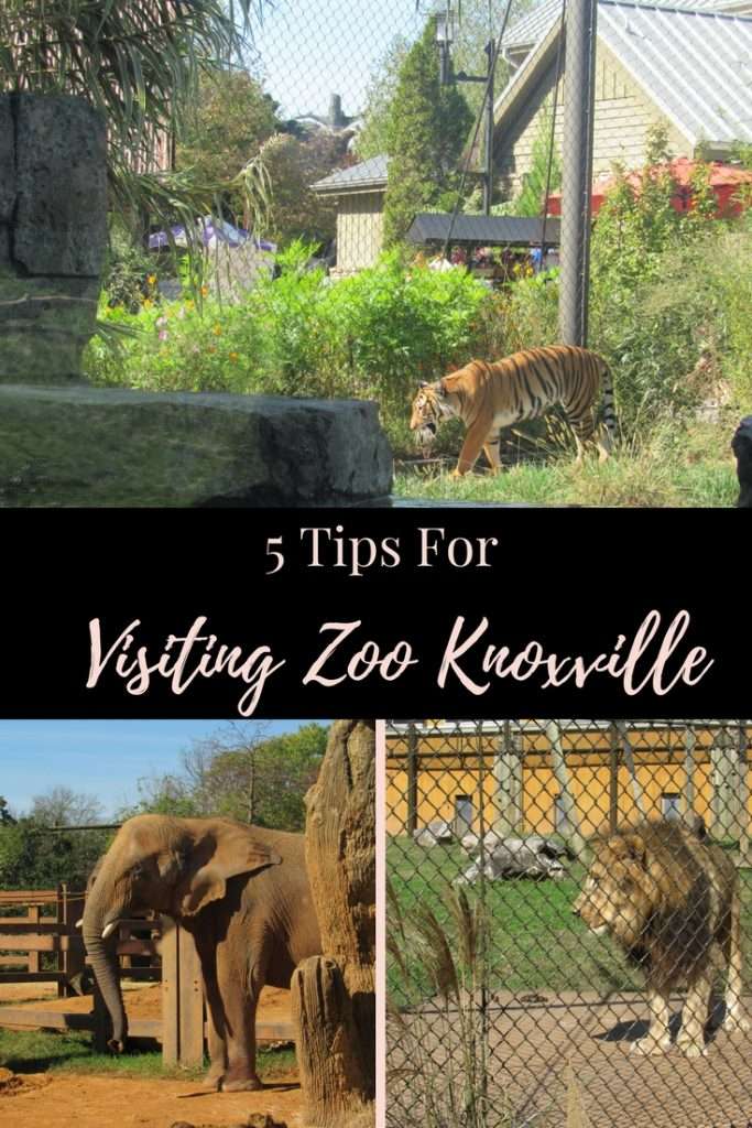 5 Tips for Visiting Zoo Knoxville | #Tennessee | #Knoxville