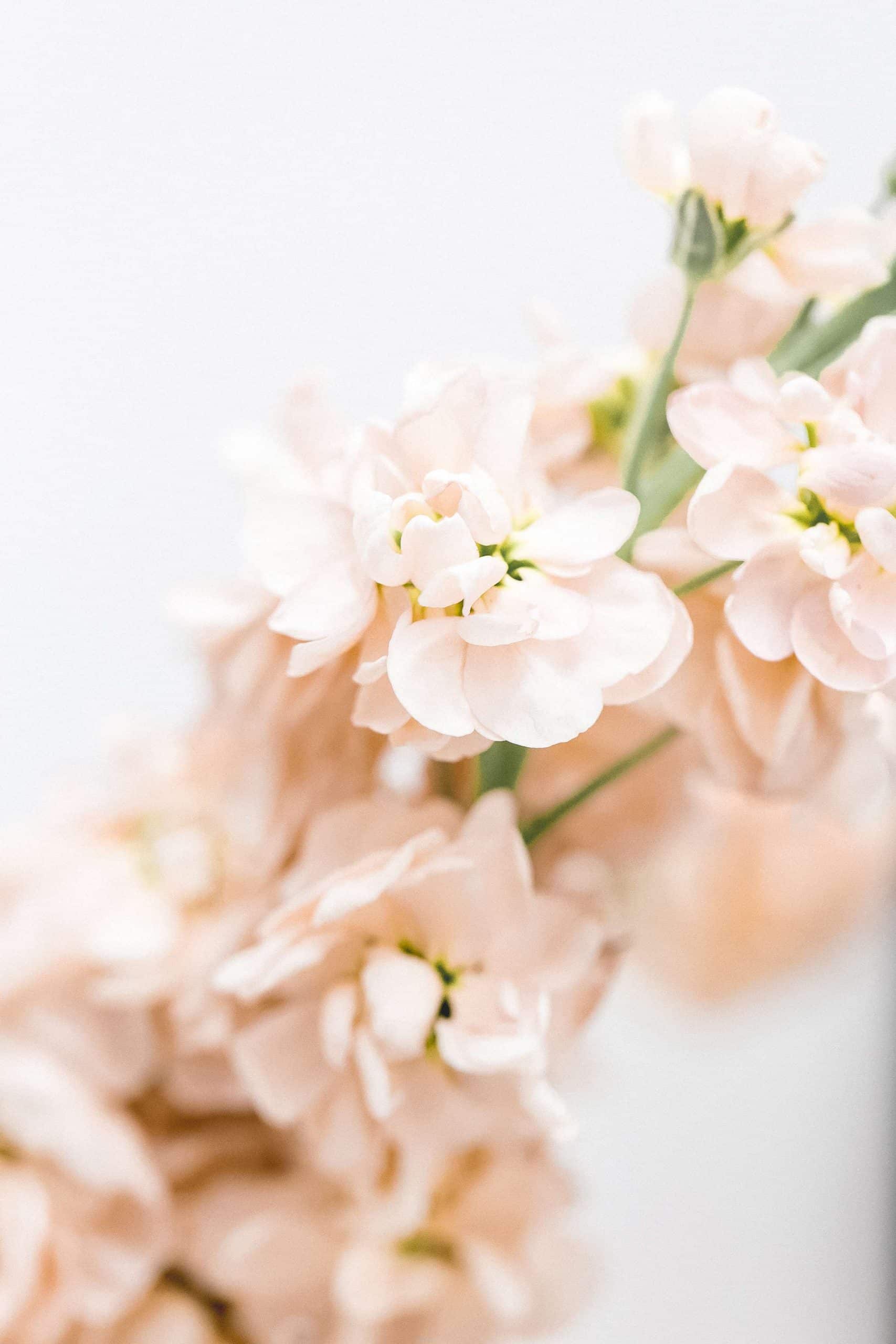 A close up of a flower