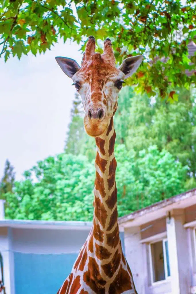 giraffe at zoo