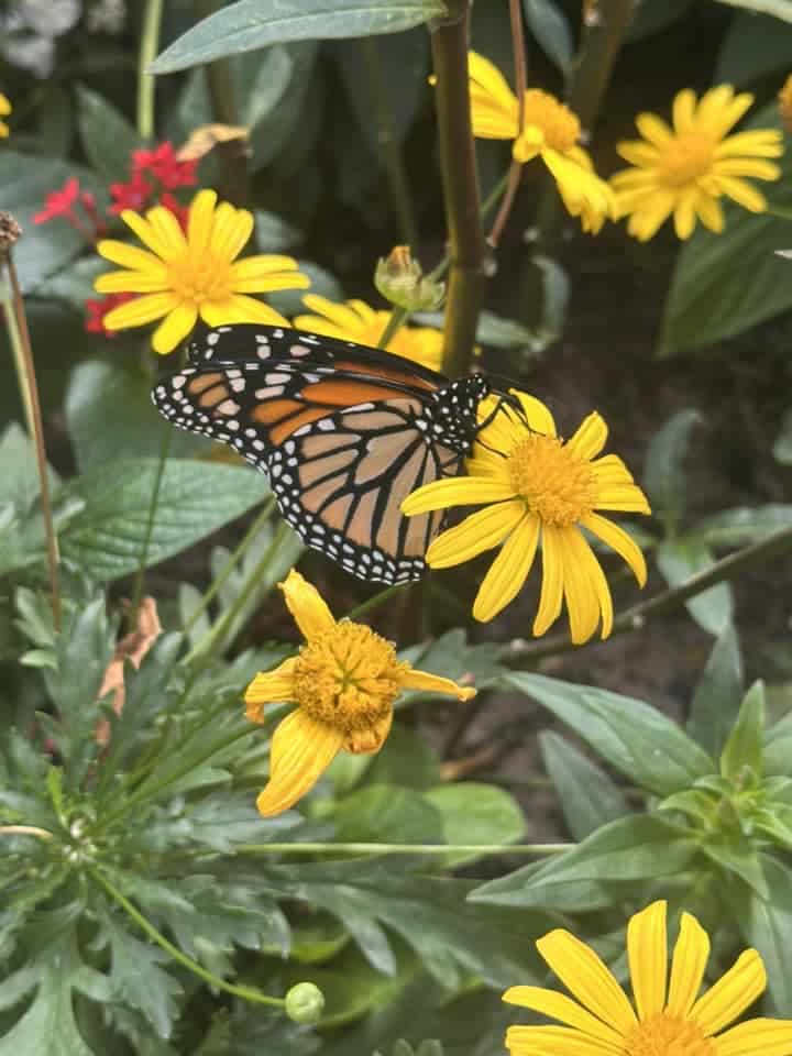 Spring at Disney World: Why This Season Is Pure Enchantment! 3 A Monarch Butterfly perched on a yellow daisy stem that's among a bush.