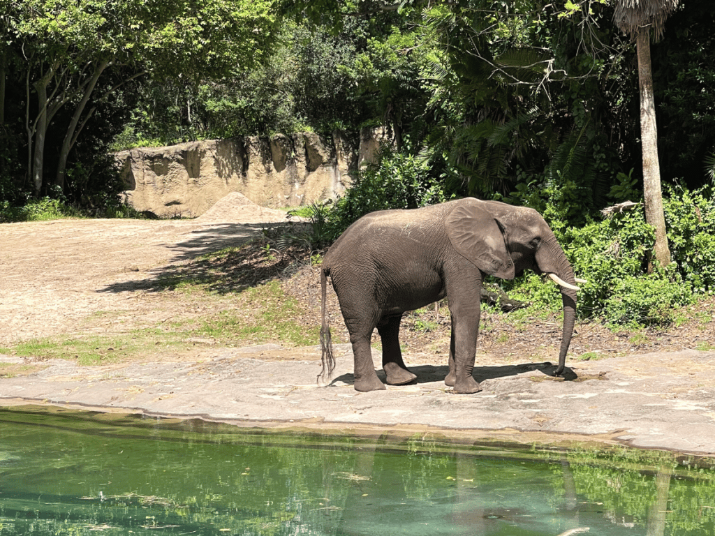 Animal Kingdom Rides 7 Elephant in front of water at Animal Kingdom in Disney World