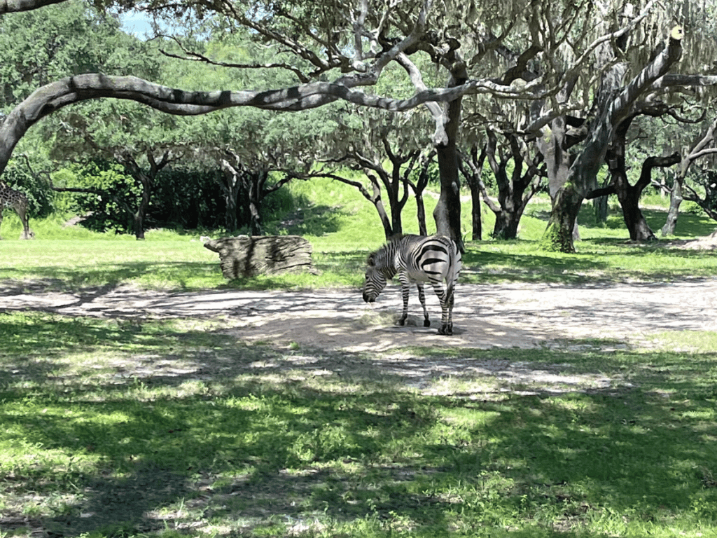 Zebra at Disney's Animal Kingdom Park