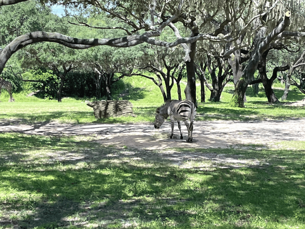 Animal Kingdom Rides 5 Zebra at Disney's Animal Kingdom Park