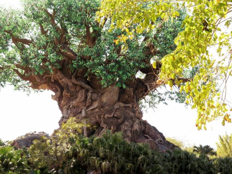 Where to Meet Pocahontas at Disney World
