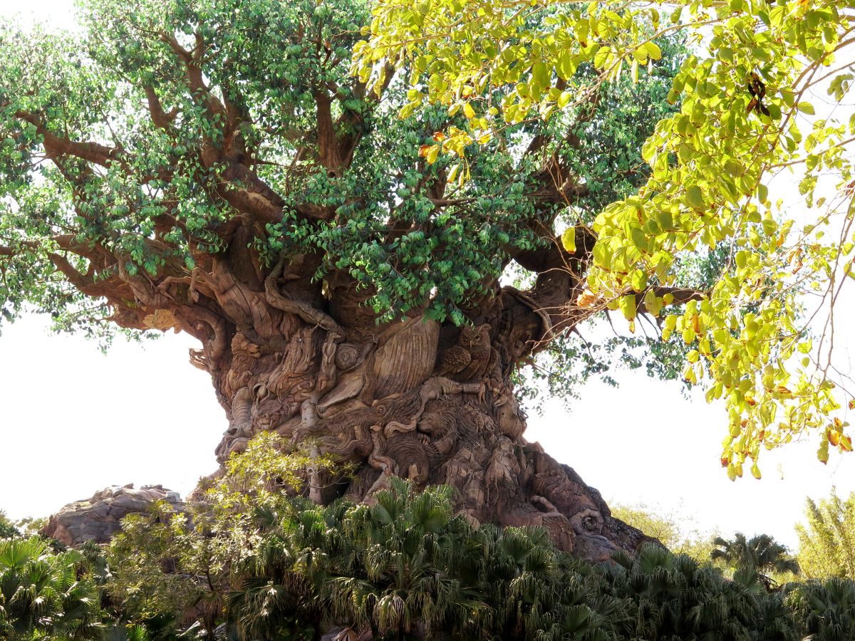 tree of life