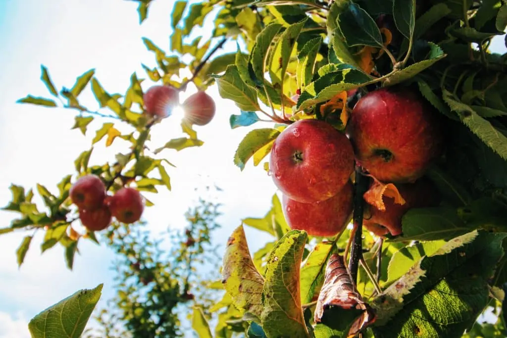 apples hanging on tree with sky in background 